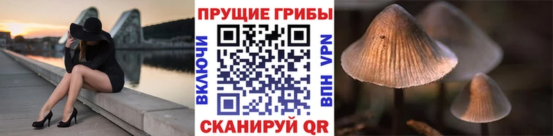 Псилоцибиновые грибы Psilocybe  Козловка 